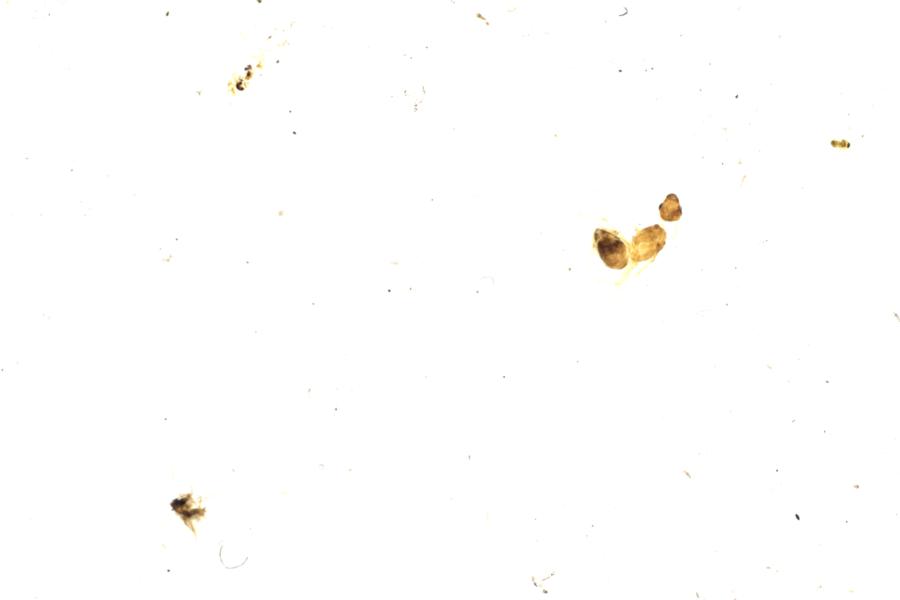 Image 62